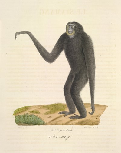 Siamang, från Natural History of Mammals (färg litho) av French School