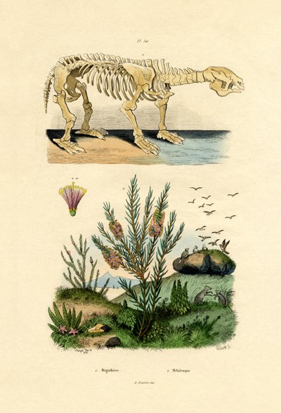 Sloth, 1833-39 av French School