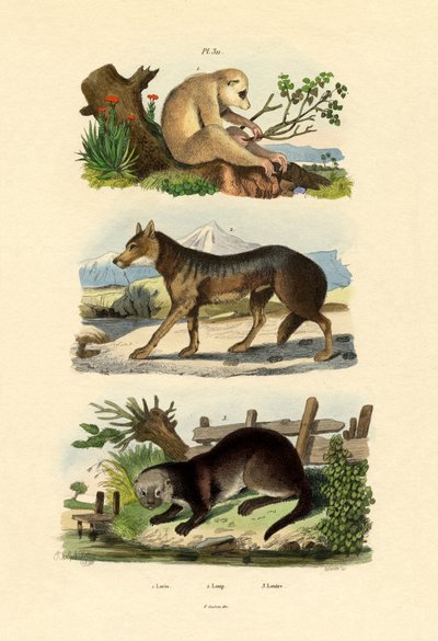 Sloth Ape, 1833-39 av French School