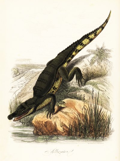 Glasögonkajman, kajmankrokodil av French School