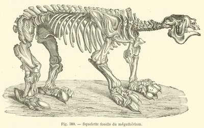 Squelette fossile du megatherium (gravyr) av French School