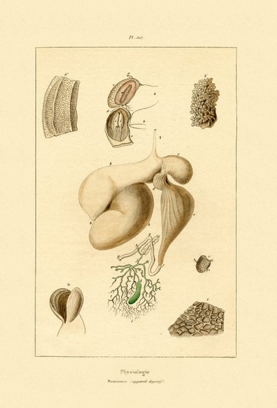Magen, 1833-39 av French School