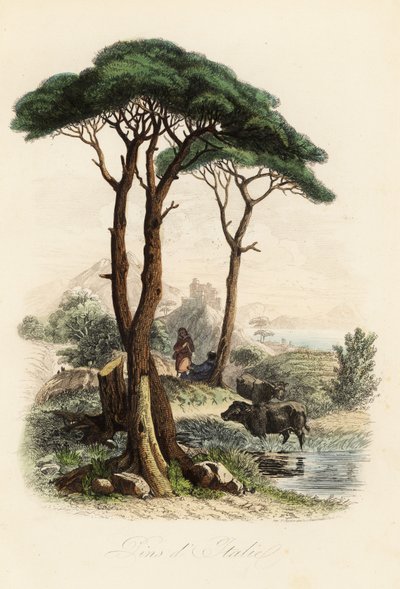Sten tall, Pinus pinea, även känd som italiensk tall, paraply tall och parasol tall av French School