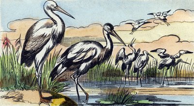 Stork. Gravyr i "Buffon Alphabet des Oiseaux n 1". 3:e Serie N 1. Avbildning av Epinal, Epinal, sent 1800-tal. 16 sidor. Mått: 28x21cm av French School