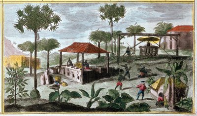 Sockerproduktion i Västindien, detalj av 00155 - i "" Antillernas allmänna historia bebodda av fransmännen av Du Tertre", tidigt 1800-tal av French School