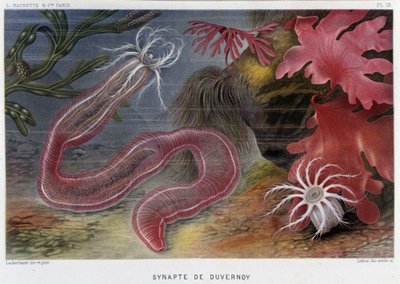 Sunapte de Duvernoy - i ""Le Monde de la Mer"" av Alfred Fredol. ed. Paris, Hachette. av French School