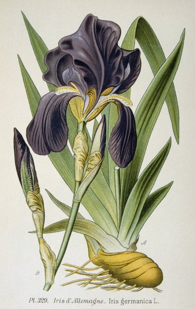 Den tyska irisblomman av French School