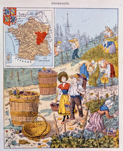 Druvskörden i Bourgogne, illustration från en skolbok, c.1910 av French School