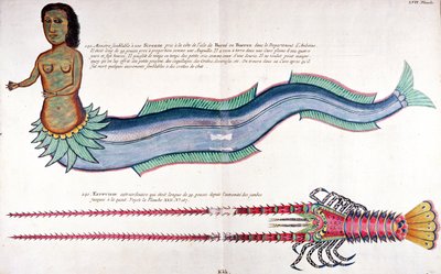 Sjöjungfrun av Amboyna, från "Fiskar, kräftor och krabbor i olika färger" av Louis Renard, publicerad i Amsterdam av French School