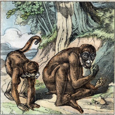 Apan och nöten. Fabel av Jean-Pierre-Claris (Jean Pierre Claris) av Florian (1755-1794) romanförfattare, poet och fabulist fransk. Illustration av slutet av 1800-talet. av French School