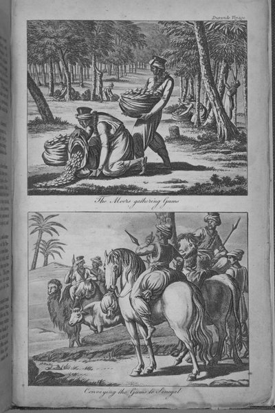 Morerna samlar tandkött och förmedlar tandköttet till Senegal, illustration från "A Voyage to Senegal..." av French School