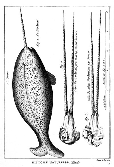 Narvalen eller narvalen, en val - i "" Histoire naturelle"" - gravyr, n.d. av French School