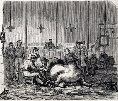 National Veterinary School of Alfort - Les grandes écoles de France - Veterinärskola i Maison Alfort 1866 - Dissektionsrummet - Gravyr i "Le monde illustrious" från 1866 av French School