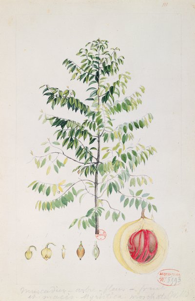 Muskotträdet, blomman och frukten (wc på papper) av French School