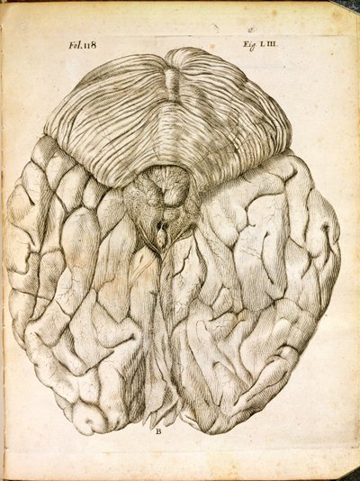 The Structure of the Brain, från De Homine Figuris av Rene Descartes (1596-1650) publicerad i Haag, 1662 av French School