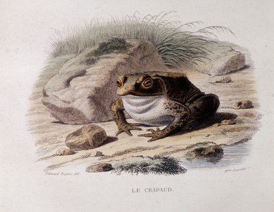 Den vanliga paddan (Bufo bufo) - i "" Lacepede"" av French School
