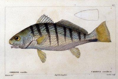 The coroid umbrine efter ""Natural history of fish"" av Cuvier, Valenciennes, Paris av French School