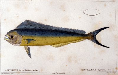 Medelhavets delfinfisk efter "fiskens naturhistoria" av Cuvier, Valenciennes, Paris av French School