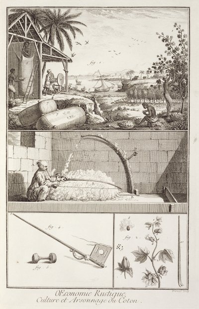 Odlingen av bomull, från Encyclopedia av Denis Diderot (1713-84), graverad av A. Provost (fl.1834-55), ca 1760 av French School