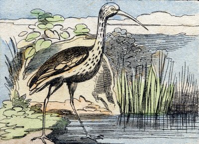 Snurren . Gravyr i "Buffon Alphabet des Oiseaux n 2". 3:e Serie N 2. Avbildning av Epinal, Epinal, sent 1800-tal. 16 sidor. Mått: 28x21cm av French School