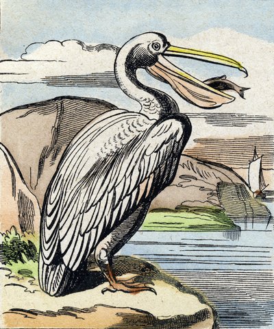 Pelikanen. Gravyr i "Buffon Alphabet des Oiseaux n 1". 3:e Serie N 1. Avbildning av Epinal, Epinal, sent 1800-tal. 16 sidor. Mått: 28x21cm av French School