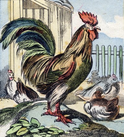 Tuppen. Gravyr i "Buffon Alphabet des Oiseaux n 2". 3:e Serie N 2. Avbildning av Epinal, Epinal, sent 1800-tal. 16 sidor. Mått: 28x21cm av French School