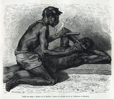 Storleken på tänderna i Okanda, ritning av D. Maillard, för att illustrera historien om en resa till Gabon och floden Ogoue 1875-1877, av Alfred Marche. Gravyr i Le tour du monde av French School