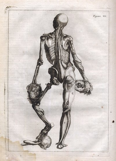 Denna figur kan tillfredsställa nyfikenheten hos dem som vill se Corps depouille to the Bones - gravering i "Abstract Anatomy, accommodated to the arts of painting and sculpture" - "" Abrege d