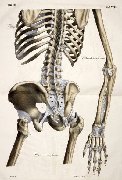 Thorax, från människokroppens anatomiska plattor utförda enligt naturliga dimensioner, åtföljd av en förklarande text Publicerad av cte de Lasteyrie av French School