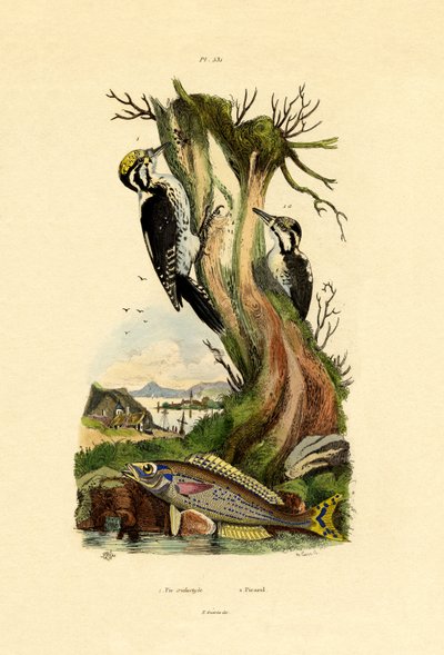 Tretåig hackspett, 1833-39 av French School