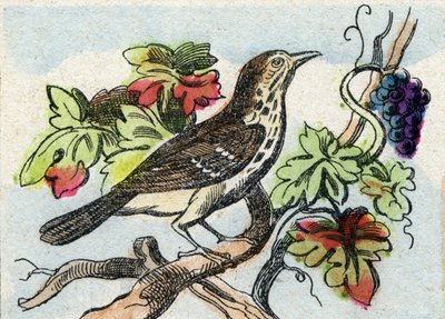 Trast. Gravyr i "Buffon Alphabet des Oiseaux n 1". 3:e Serie N 1. Avbildning av Epinal, Epinal, sent 1800-tal. 16 sidor. Mått: 28x21cm av French School