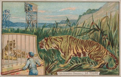 Tiger (kromolitho) av French School