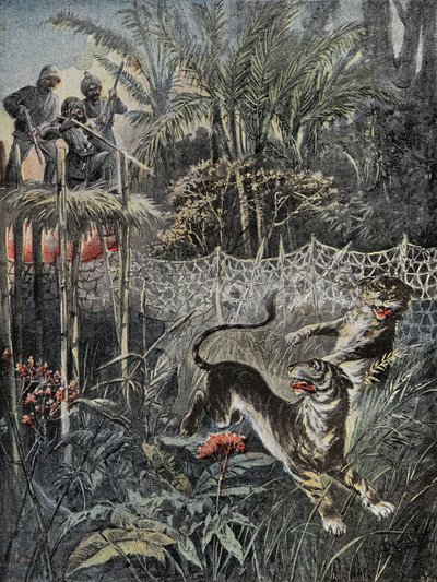 Tigerjakt i djungeln i Indien: fendrarna är bakom nätet och jägarna är i säkerhet på belvederen. Gravyr i "" Le Pelerin"", den 05/02/1899. Selva Coll. av French School