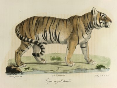 Kunglig tiger, hona. En kvinnlig kunglig tiger, från Natural History of Mammals (färg litho) av French School