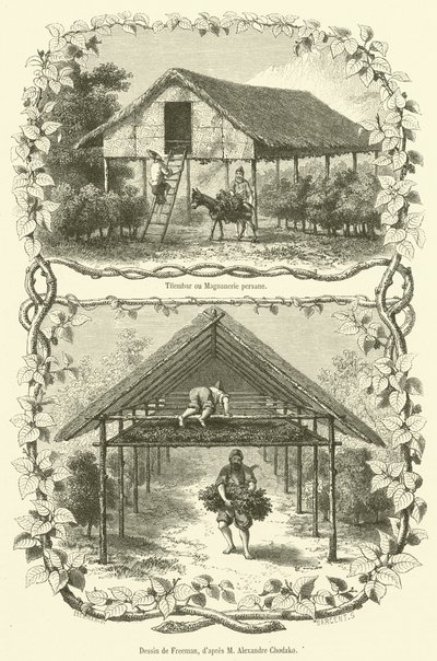 Tilembar eller Persian Magnanerie (gravyr) av French School