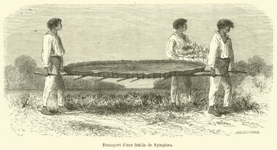 Transport av ett Nymphaea-blad (gravyr) av French School