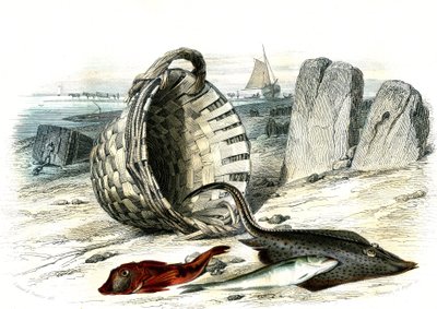 Trigle grondin (Trigle cuculus), vitling (merlangius merlangus), raie grondin (dipturus batis) - Tallrik extraherad från Histoire Naturelle av Bernard Germain de Lacepede (1856-1925), upplaga P.Furme, Paris av French School