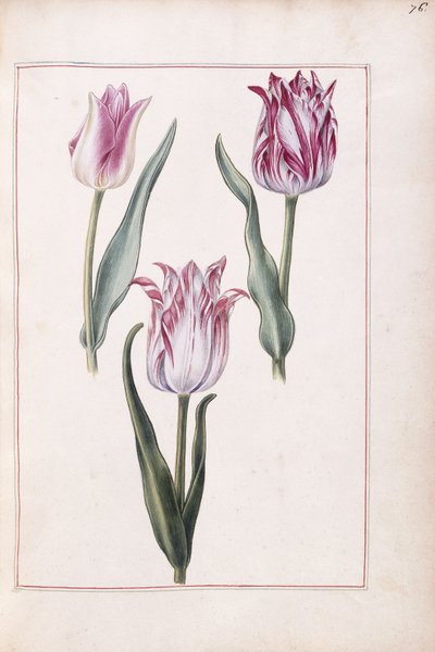 Tulpaner, 1700-tal av French School