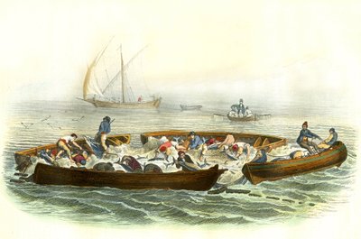 Tonfiskfiske eller magrague - Tallrik extraherad från Histoire Naturelle av Bernard Germain de Lacepede (1856-1925), upplaga P.Furme, Paris av French School