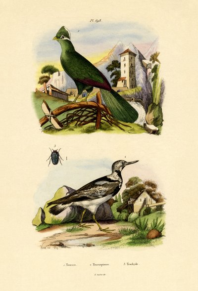 Turaco, 1833-39 av French School