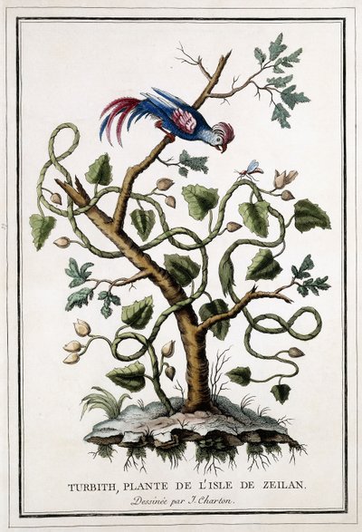 Turbith, växt från ön Zeilan, 1784 av French School