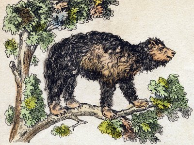 Unau (lat). Gravyr i "" Alphabet des animaux sauvages"". 9:e serien. Bildspråk av Epinal, Pellerin, tryckare-förlag, ca 1870. Gravyrer på trä, stencilerade. 16 sidor. Mått: 20 x 15 cm. Privat samling av French School