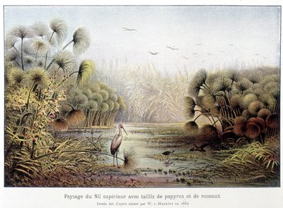 Passage av övre Nilen med papyrus och vass. av French School
