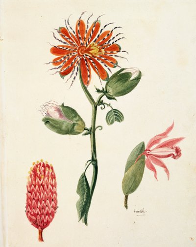 Vaniljorkidé (vanilla planifolia) av Lejeune av French School