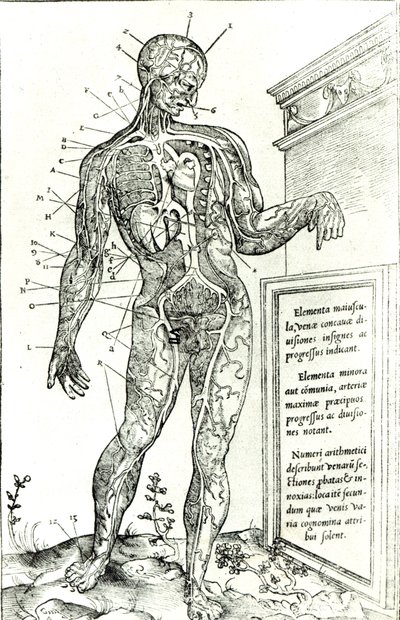 Vaskulärt system enligt Charles Etienne, från The Dissection of the Human Body av French School