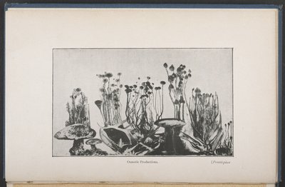 Osmotisk vegetation, Fig. 62, sid. 163, från "The Mechanism Of Life" (engelsk version) av French School