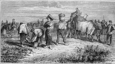 Vinodling i Medoc: plocka druvor under skörd. Gravyr i "" Le Monde Illustré"" nr 561 av 11 januari 1868. av French School