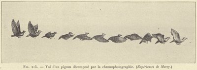 Flyg av en nedbruten duva genom kronofotografi av French School
