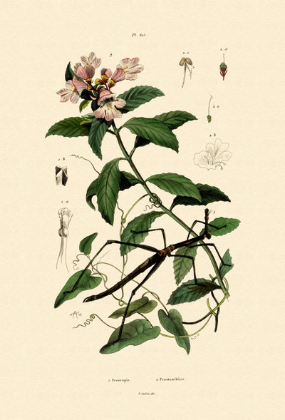 Walking Stick Insect, 1833-39 av French School