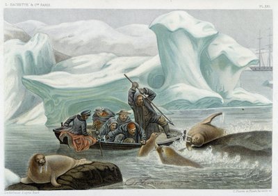 Valrossjakt - i "" Le monde de la mer "" av Alfred Fredol, Hachette, Paris av French School